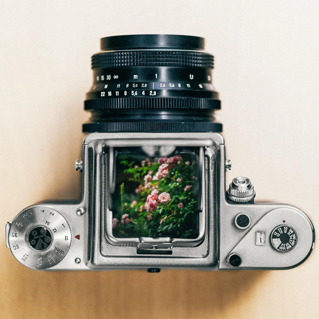 film, nature, camera, flower wallpaper, beautiful flowers, pentacon, medium format, flower, flower background, tumblr wallpaper